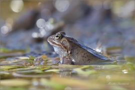 <p>SKOKAN HNĚDÝ ( (Rana temporaria) ---- /Common frofg - Grasfrosch/</p>